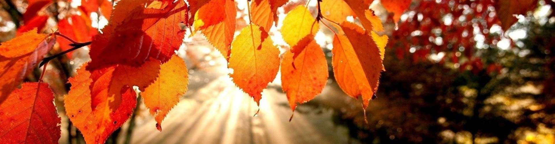 Orange Autumn Leaves