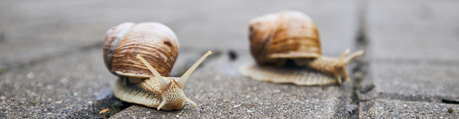snails on bricks