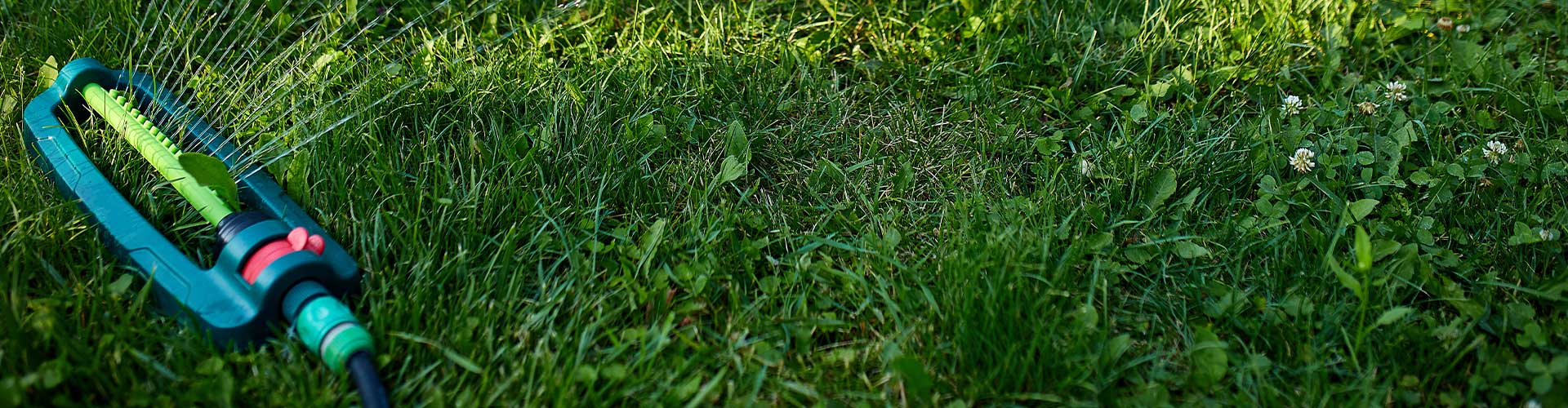 healthy green lawn