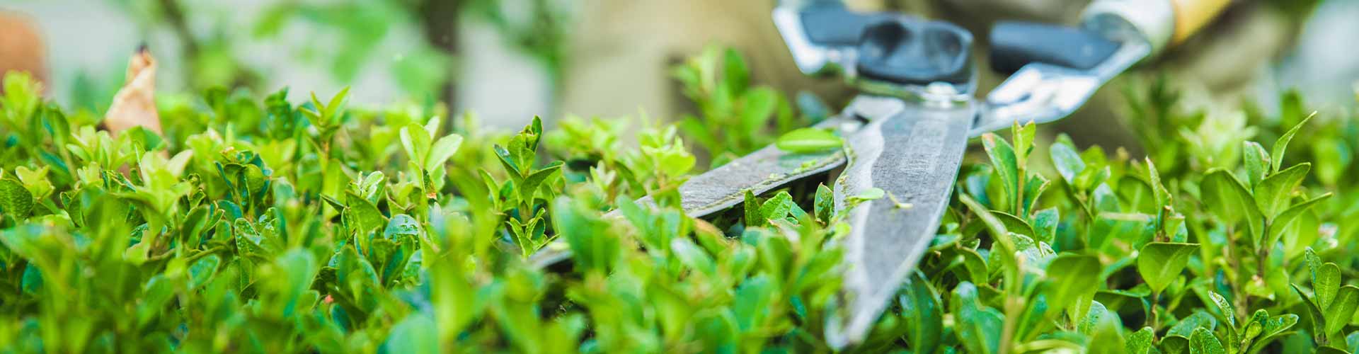 Healthy garden hedges