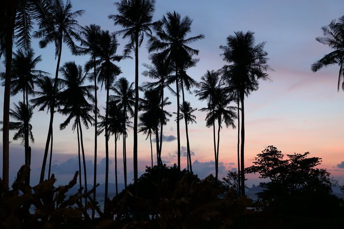 Silhouetten van hoge palmbomen tegen een zachte, kleurrijke zonsondergang die vervaagt van blauw naar lichtoranje.
