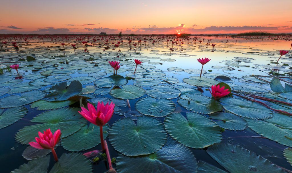 Een schitterende zonsopgang boven een rustig meer vol bloeiende roze lotusbloemen en waterlelies.