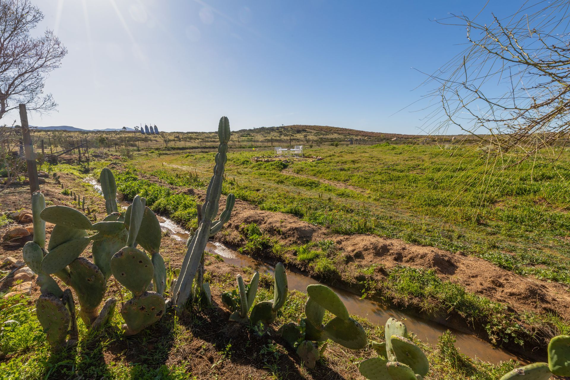 Ladera aterrazada bañada por el sol, con cactus y un estrecho sendero de tierra bajo un cielo azul despejado.