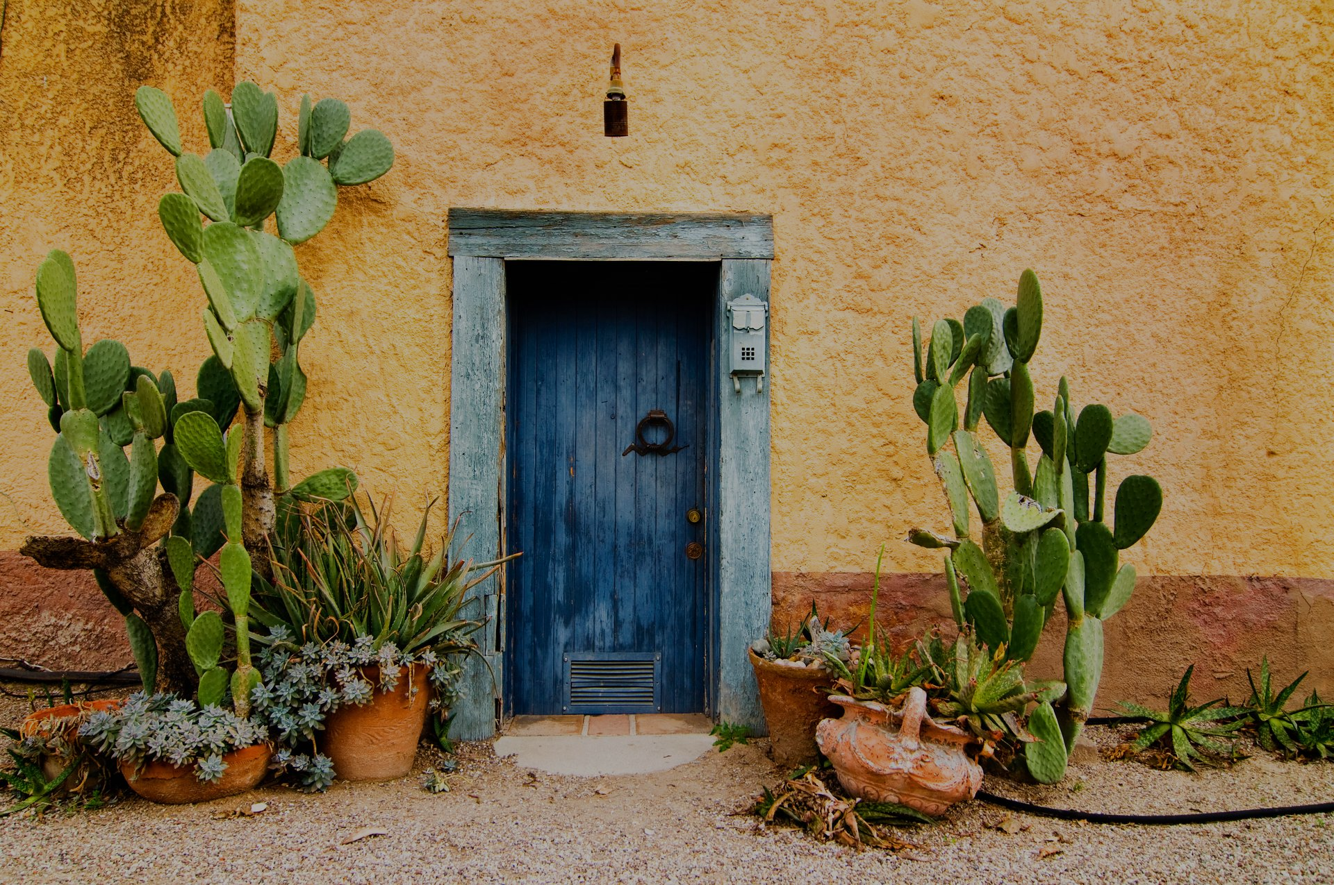 Puerta azul en una pared de estuco, flanqueada por cactus y suculentas en macetas en un patio desértico.