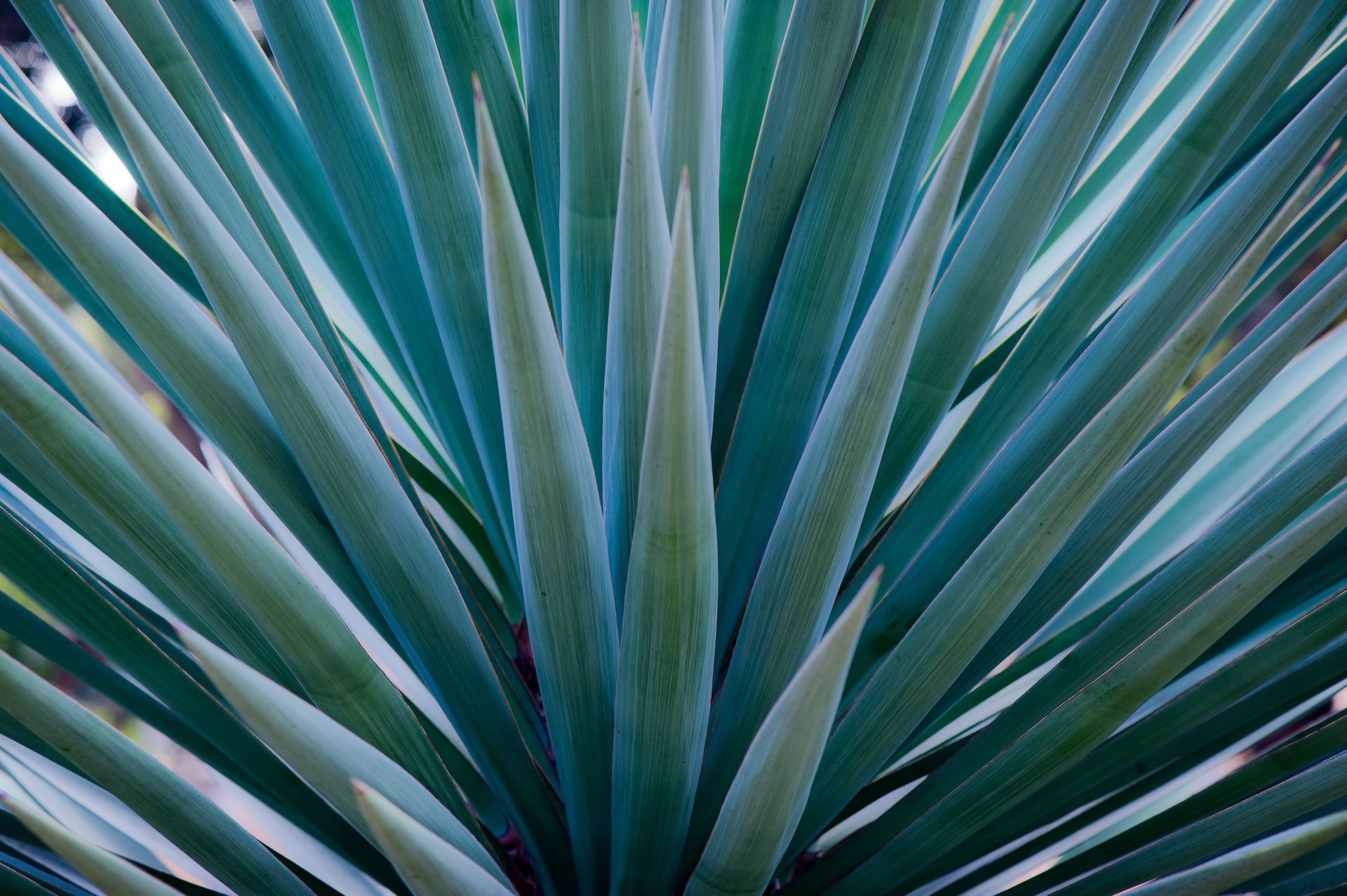 Primer plano de hojas suculentas espinosas de color azul verdoso que se extienden hacia afuera.