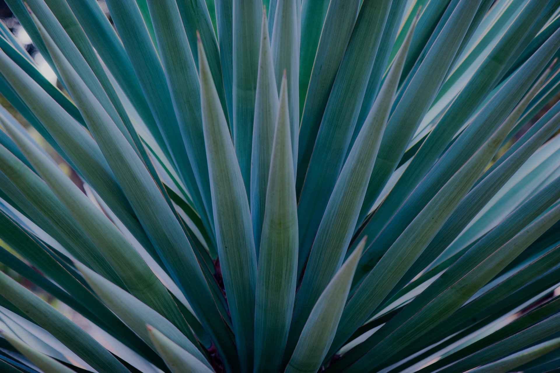Primer plano de hojas espinosas de color azul verdoso que se extienden hacia afuera formando una densa roseta.