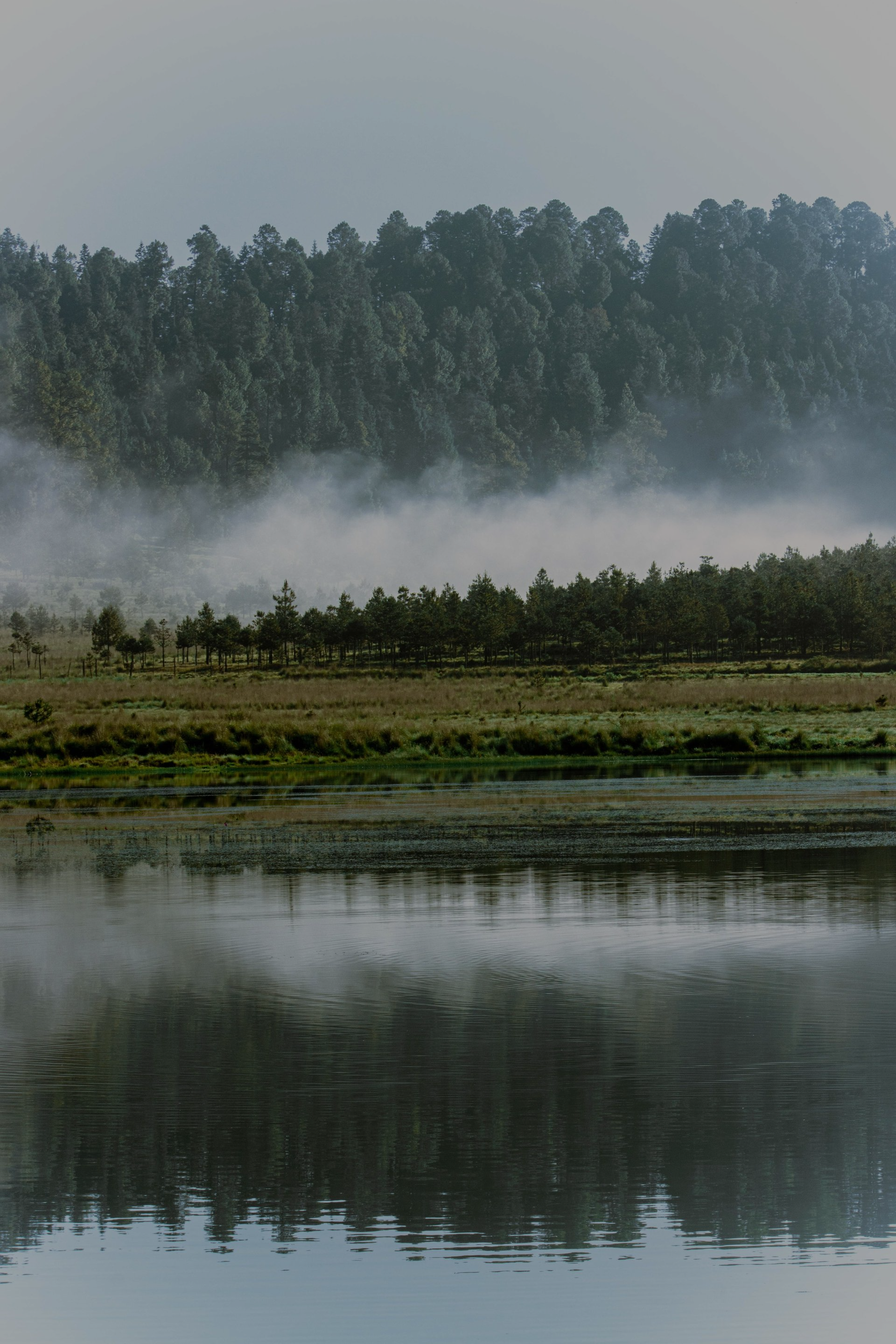 Bosque brumoso reflejado en aguas tranquilas al amanecer.
