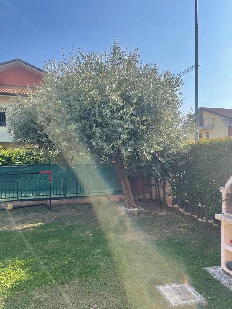 Un ulivo in un cortile soleggiato con erba verde, una recinzione verde e un edificio.