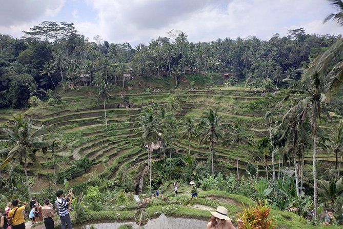 A group of people are standing on a hill overlooking a lush green rice terrace.