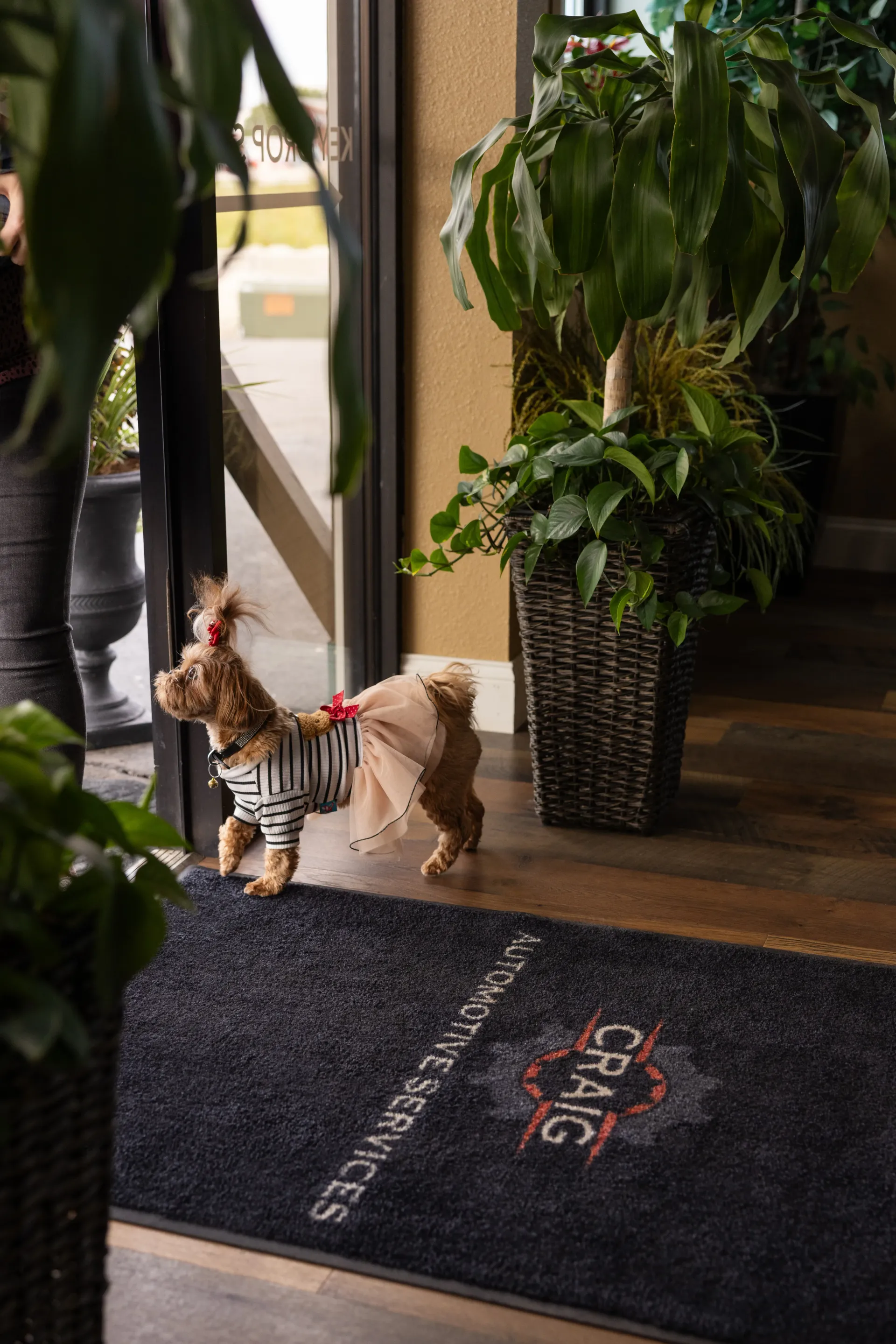 Small Dog by a Doorway | Craig Automotive Services