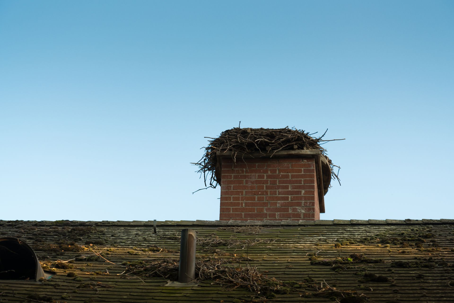 Bird Nest On The Chimney — Columbus, OH — Pro Sweep Chimney Bird Nest On The Chimney — Columbus, OH — Pro Sweep Chimney