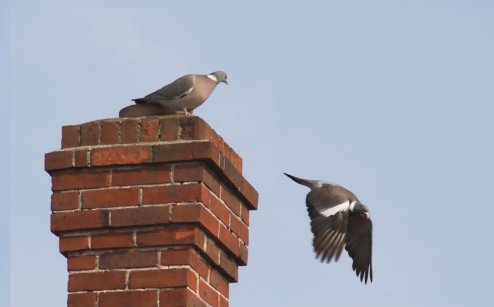 Birds On The Chimney — Columbus, OH — Pro Sweep Chimney Birds On The Chimney — Columbus, OH — Pro Sweep Chimney