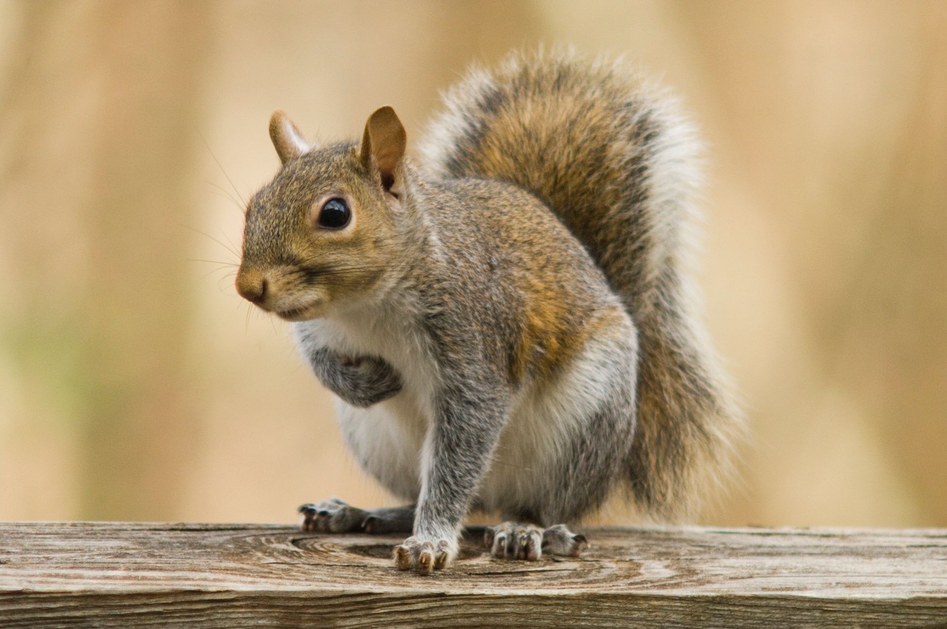 Gray squirrel perched on a wooden surface, looking alert, fluffy tail, soft focus background.