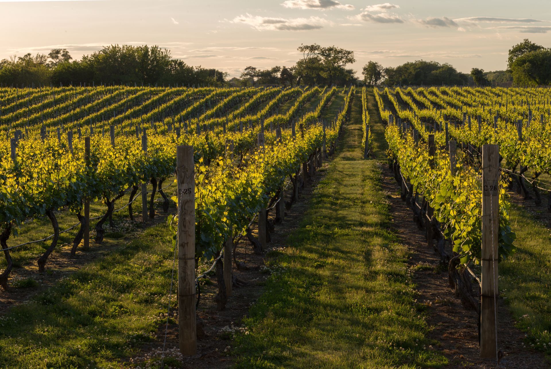 A vineyard with rows of vines growing in the grass
