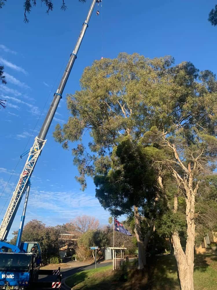 Arborist in Tumut | Riverina Tree Fellas
