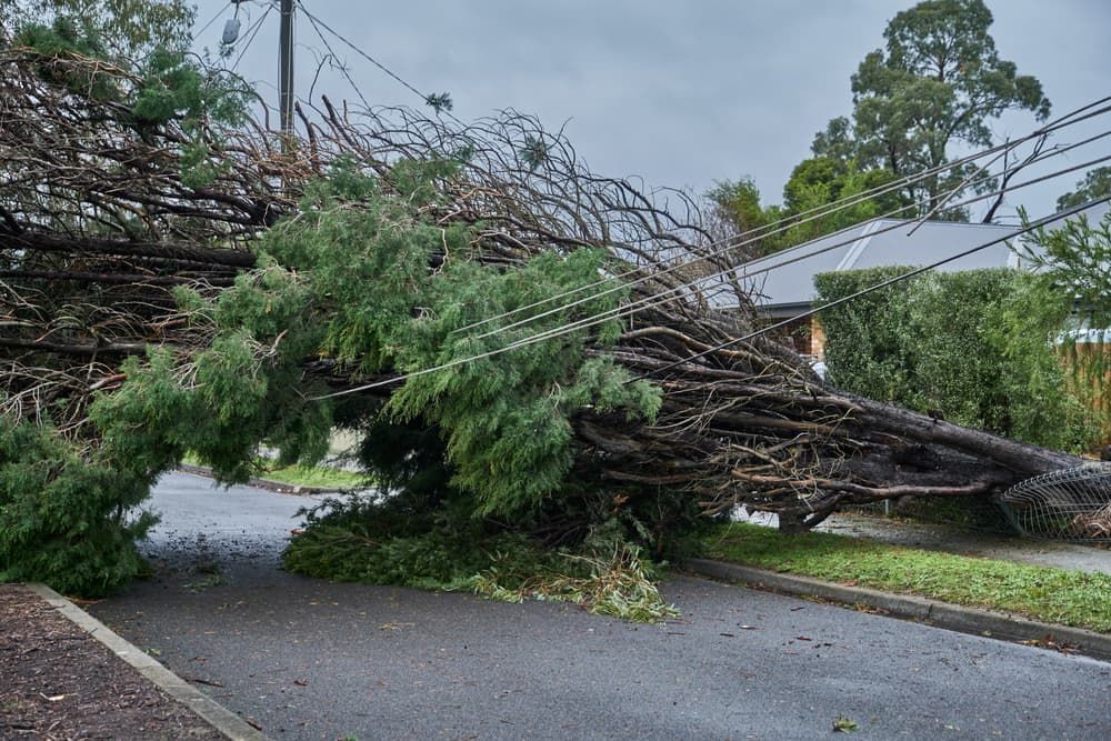 Fallen tree blocking street and power lines after a storm. Green leaves and gray sky. — Riverina Tree Fellas in Narrandera, NSW