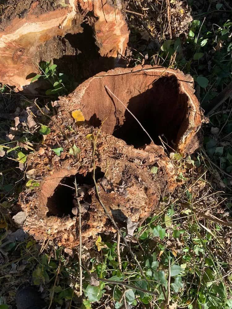 Hollowed Tree Stump on the Ground, Surrounded by Grass and Leaves — Riverina Tree Fellas in Gobbagombalin, NSW