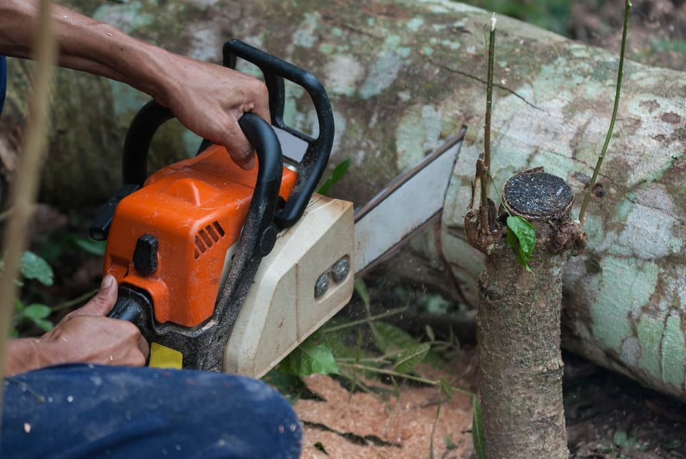 Person Using an Orange and White Chainsaw to Cut a Log — Riverina Tree Fellas in Temora, NSW