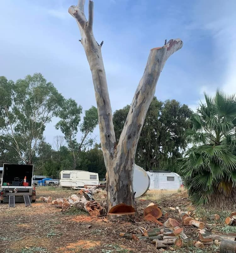 Partially Cut Tree in a Yard; Several Cut Logs, Small Trailer, Cloudy Sky — Riverina Tree Fellas in Gobbagombalin, NSW