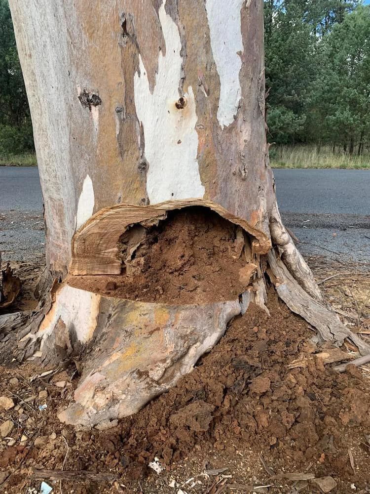 Eucalyptus Tree Trunk With a Large Hole Filled With Brown Dirt — Riverina Tree Fellas in Gobbagombalin, NSW