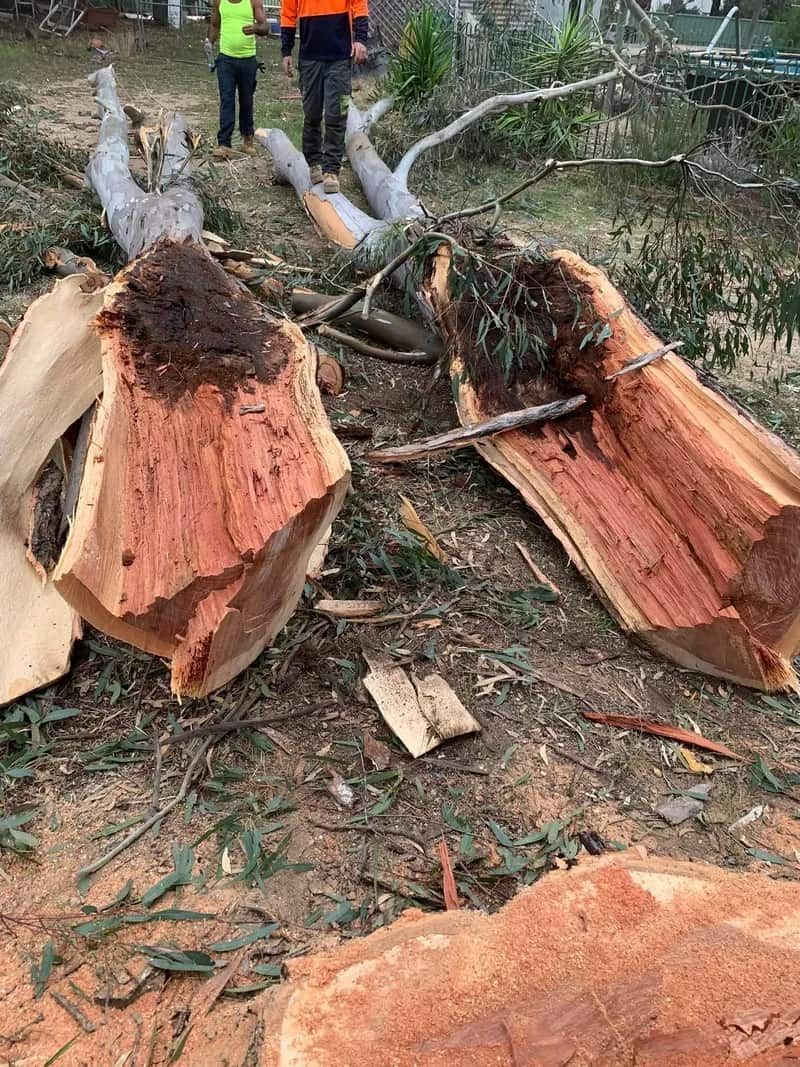 Fallen Tree Logs — Riverina Tree Fellas in Gobbagombalin, NSW