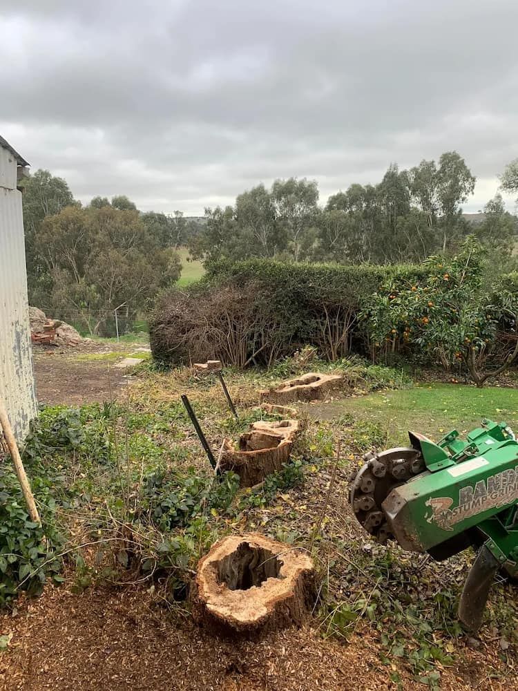 Row of Tree Stumps With Grinding Machine in a Yard, Cloudy Sky, Trees — Riverina Tree Fellas in Gobbagombalin, NSW