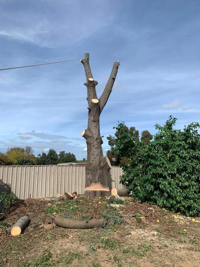 Partially Trimmed Tree Stump With Cut Branches, Surrounded by Debris — Riverina Tree Fellas in Gobbagombalin, NSW