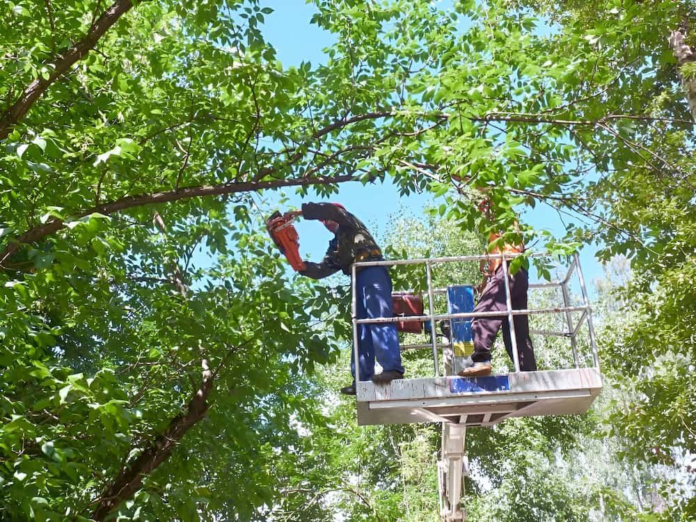 Two People on a Lift Trimming Tree Branches With a Chainsaw — Riverina Tree Fellas in Gobbagombalin, NSW