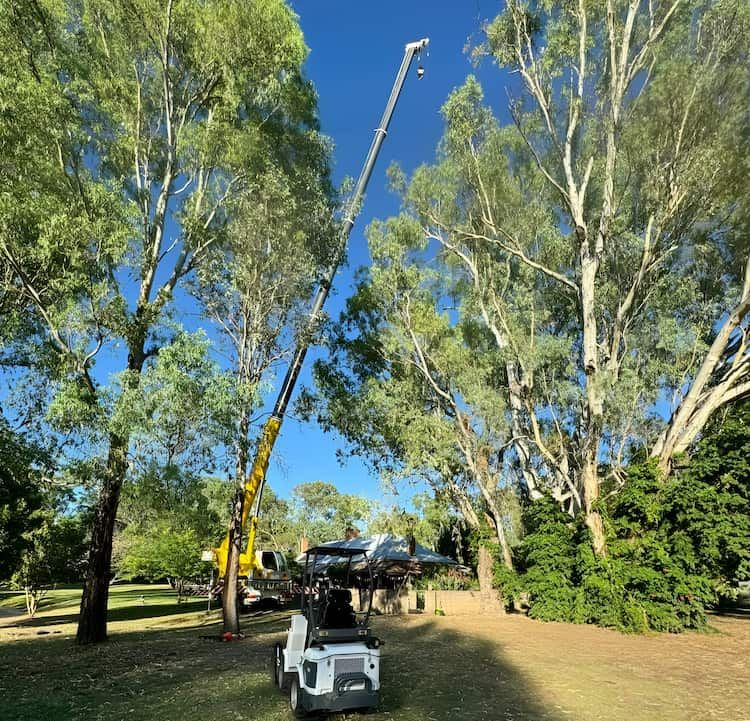 Crane trimming a tall tree against a blue sky, with other trees and a small vehicle on green grass. — Riverina Tree Fellas in Gobbagombalin, NSW