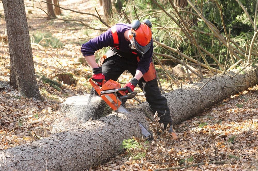 A Person Wearing Safety Gear Uses a Chainsaw to Cut a Log in a Forest — Riverina Tree Fellas in Cootamundra, NSW