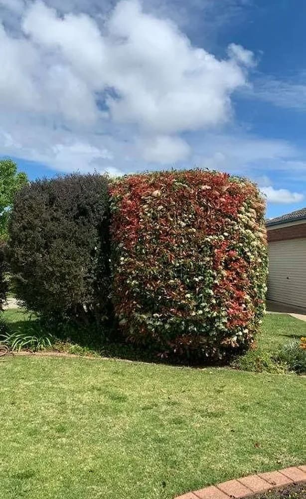 Bush With Dark Burgundy and Red-green Foliage — Riverina Tree Fellas in Gobbagombalin, NSW