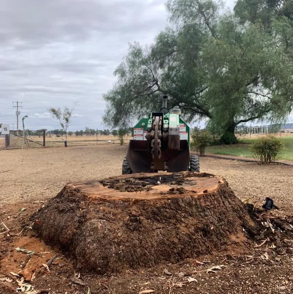Tree Stump With Grinding Machine — Riverina Tree Fellas in Gobbagombalin, NSW