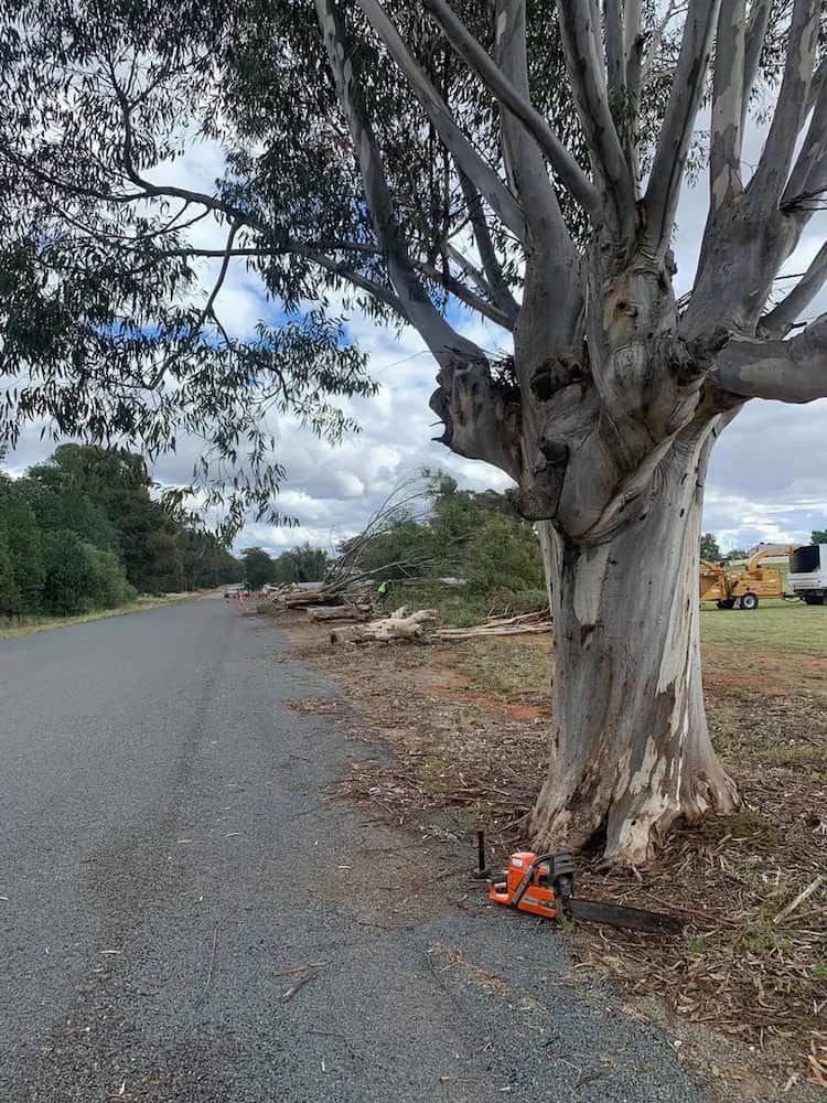 Chainsaw Rests at Base of Large Tree on Roadside — Riverina Tree Fellas in Gobbagombalin, NSW