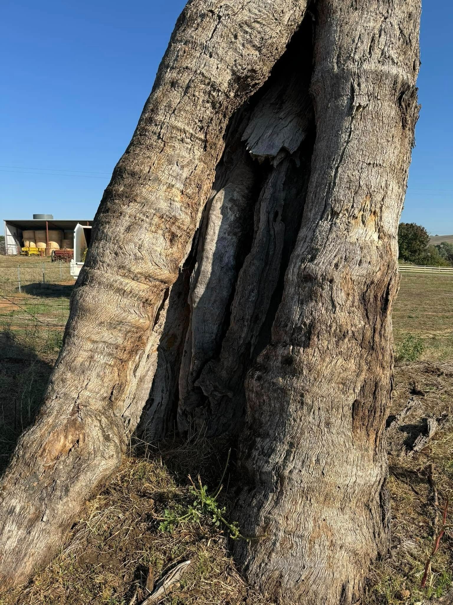 Large tree trunk with a deep cavity, set in a grassy field on a sunny day. — Riverina Tree Fellas in West Wyalong, NSW