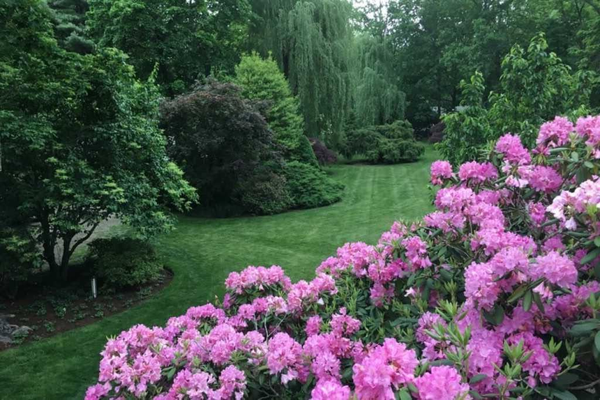 Lush garden with pink rhododendrons, green lawn, and leafy trees