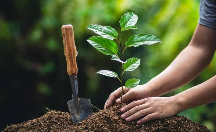 Hands planting a young green sapling in soil beside a small garden trowel.