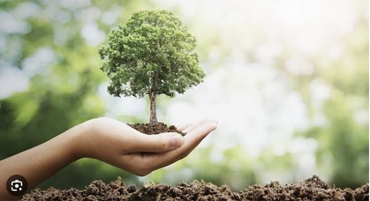 Hand holding a small tree sprouting from soil, symbolizing environmental growth and care.