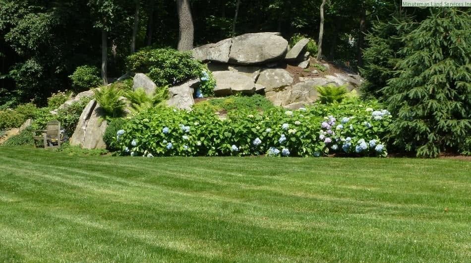 Lush garden with pink rhododendrons, green lawn, and leafy trees