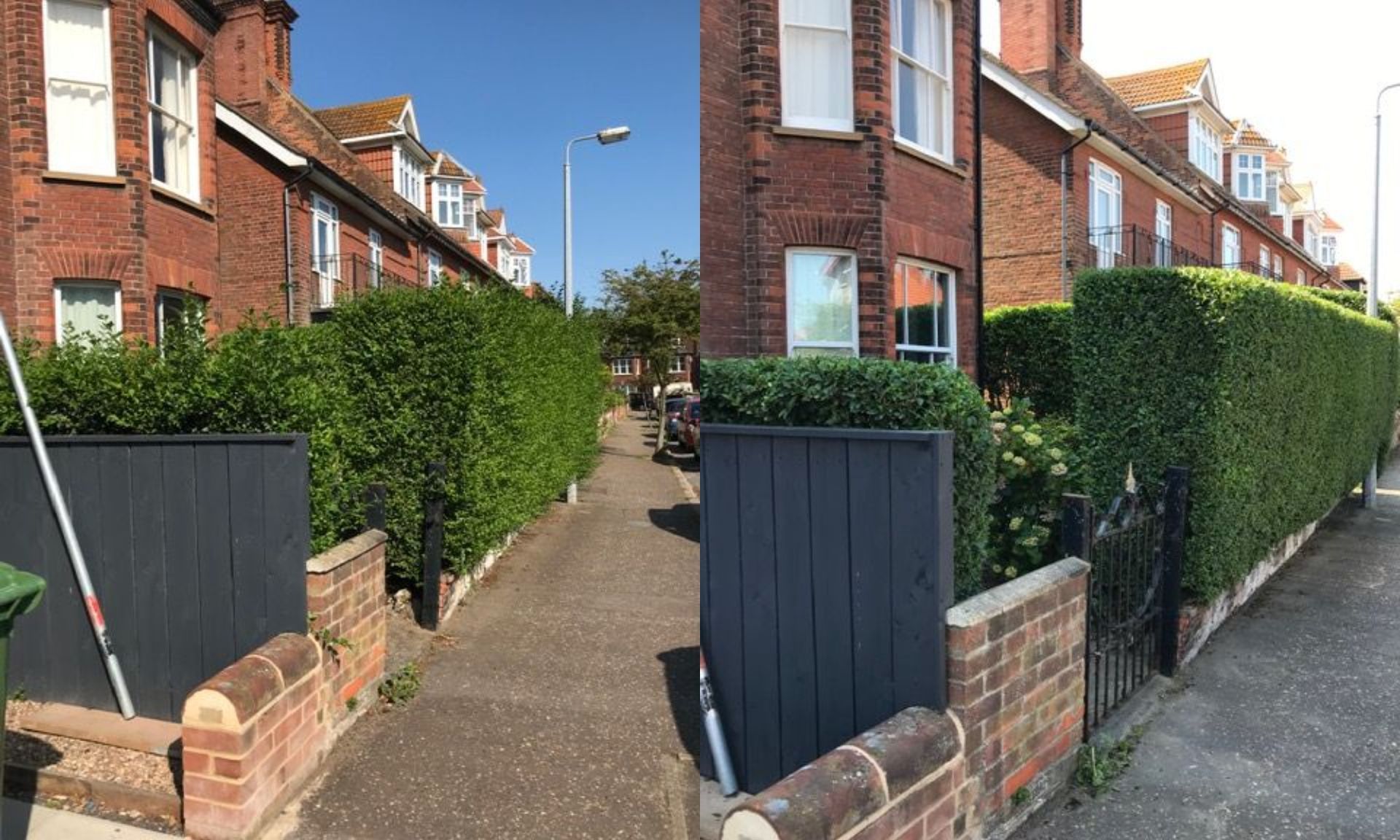 Hedge Trimming Sale