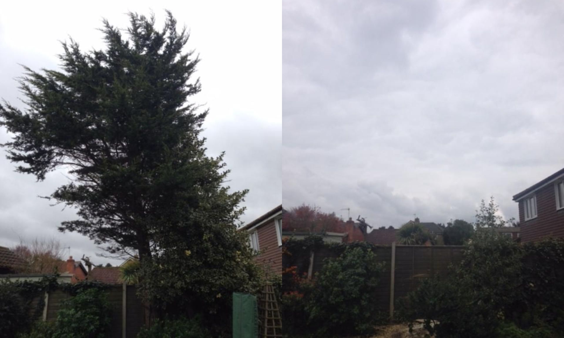 Tree Removal Sale