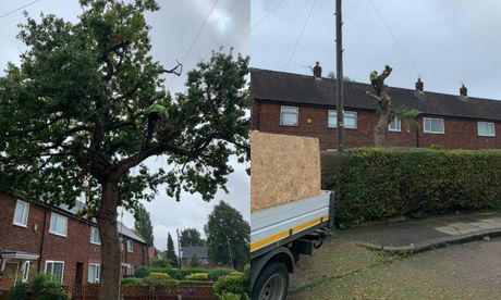 tree removal Sale