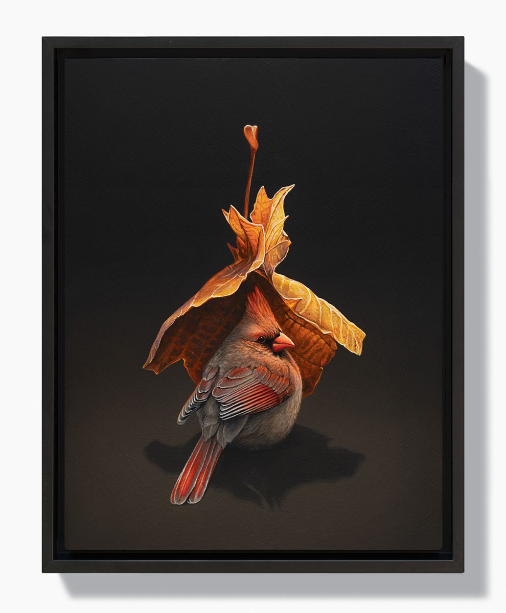 Painting of female Cardinal taking cover under a roof shaped fall leaf. Light shines from above creating a soft orange glow on bird.