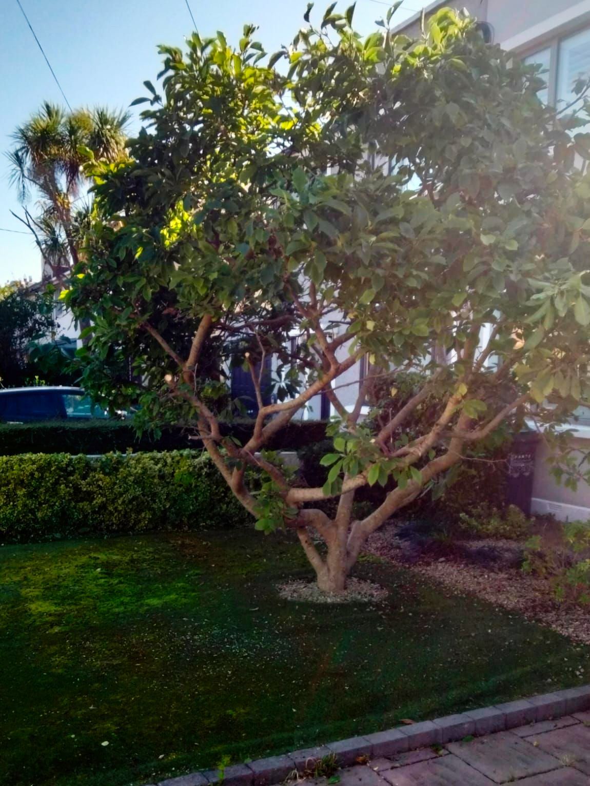 Tree with green leaves and a brown trunk in front of a house, surrounded by grass and shrubs.