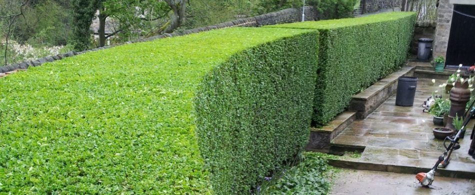 A well-manicured hedge curves along a garden, with a patio to the right. A trimmer sits on the patio.