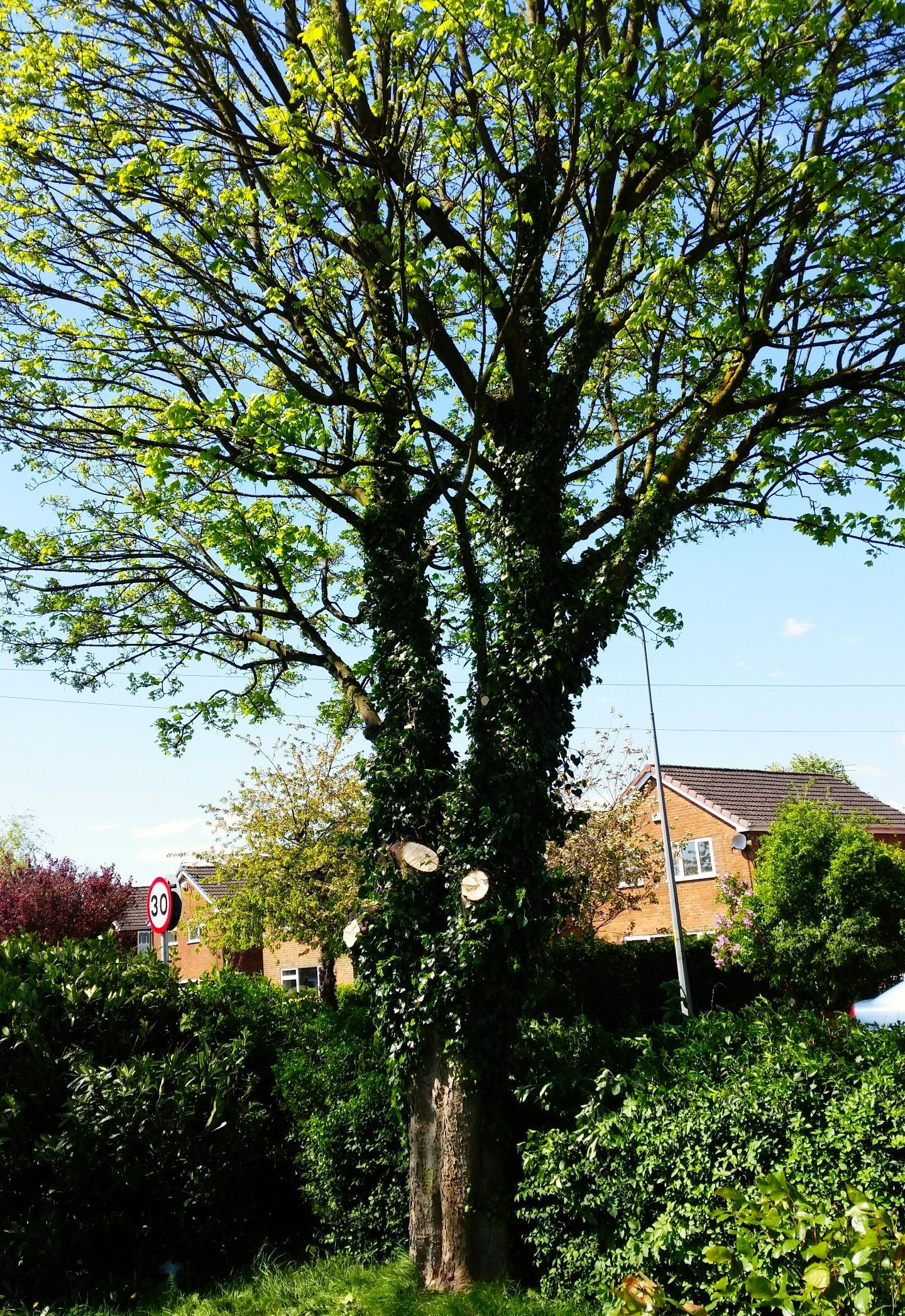 Tree cutting and hedge trimming services dublin