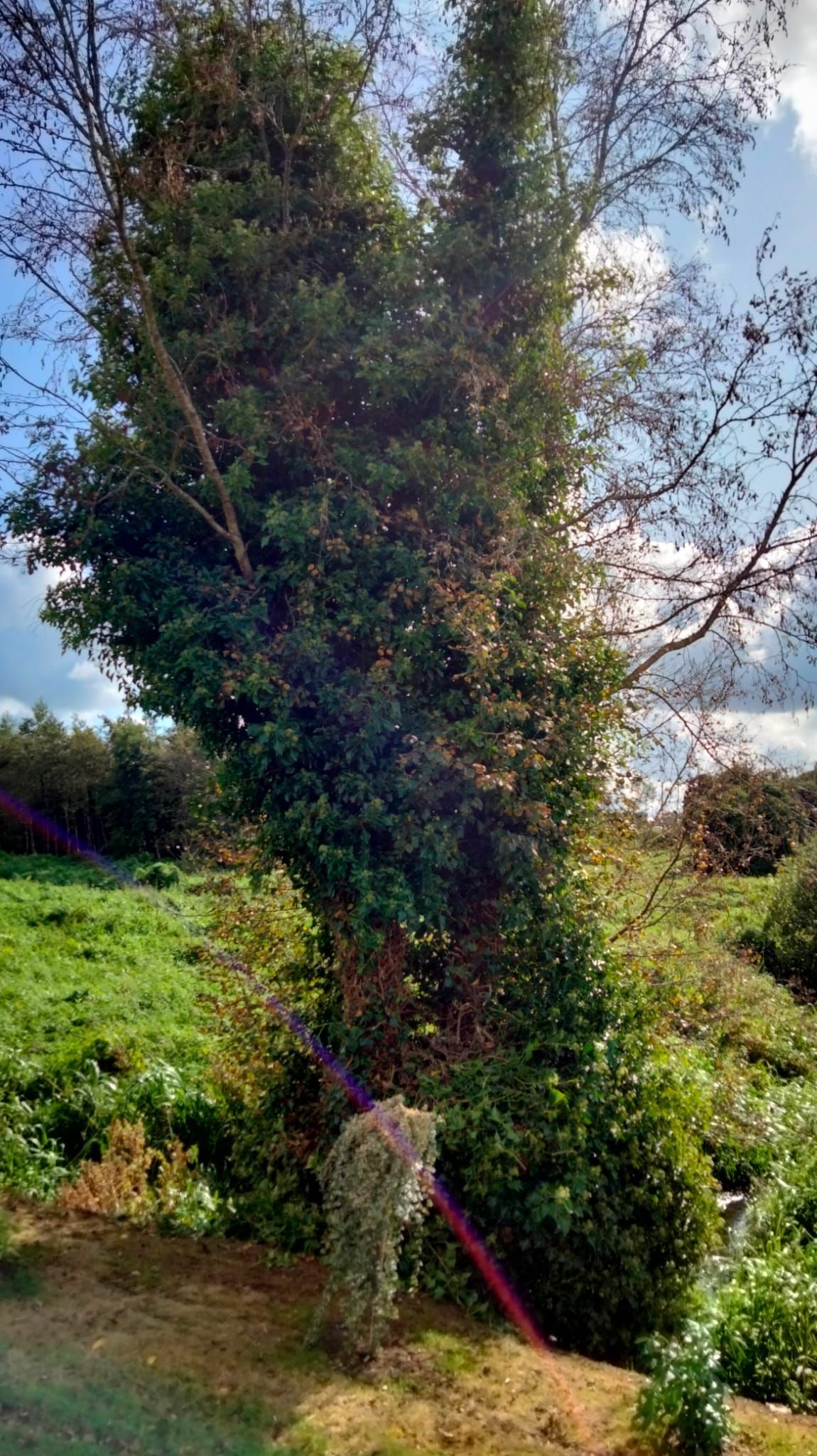 Tall tree covered in green vines, in a field with green grass, under a blue sky.