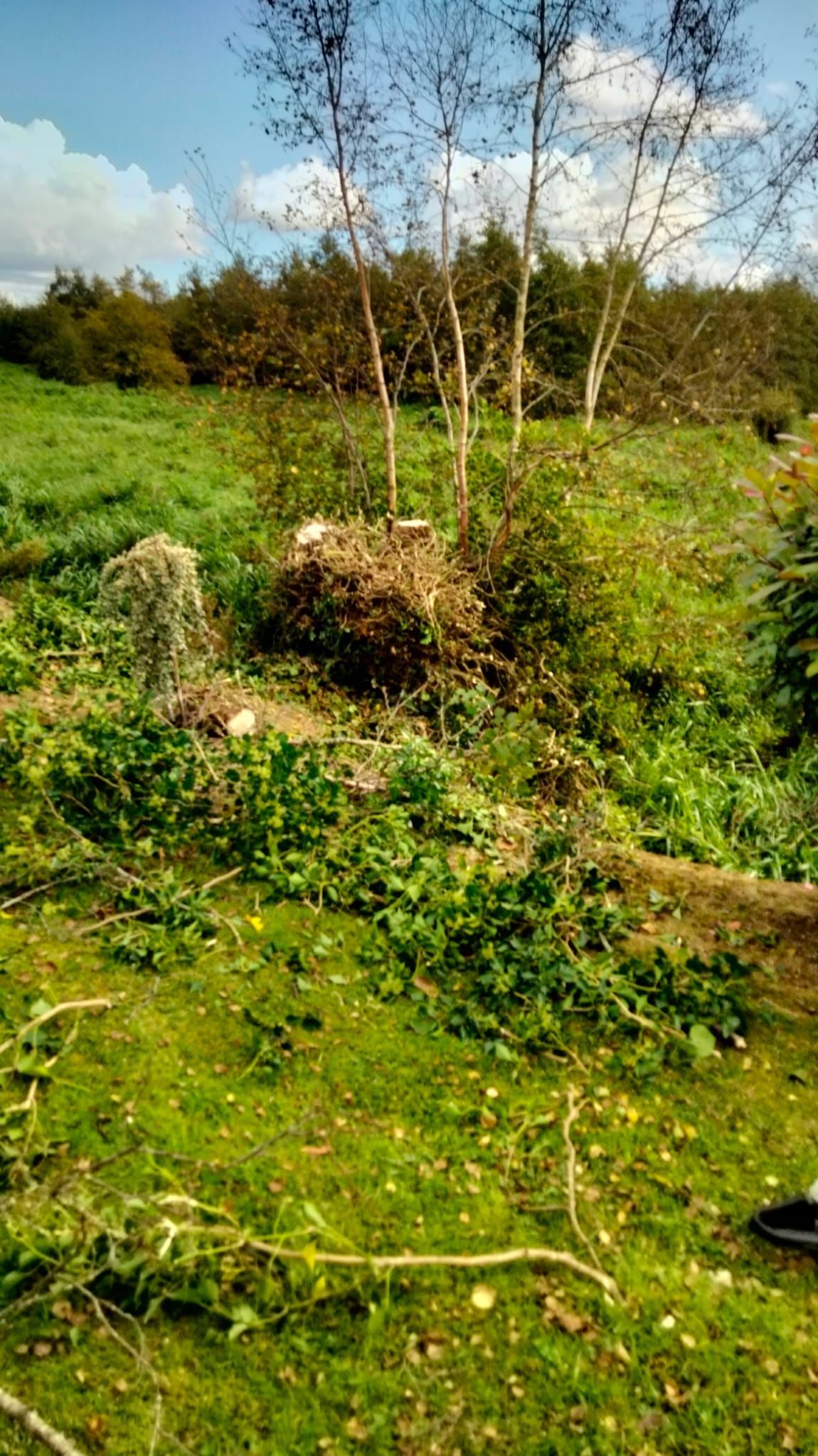Green field with cut branches and small trees, tall trees in the background, blue sky.