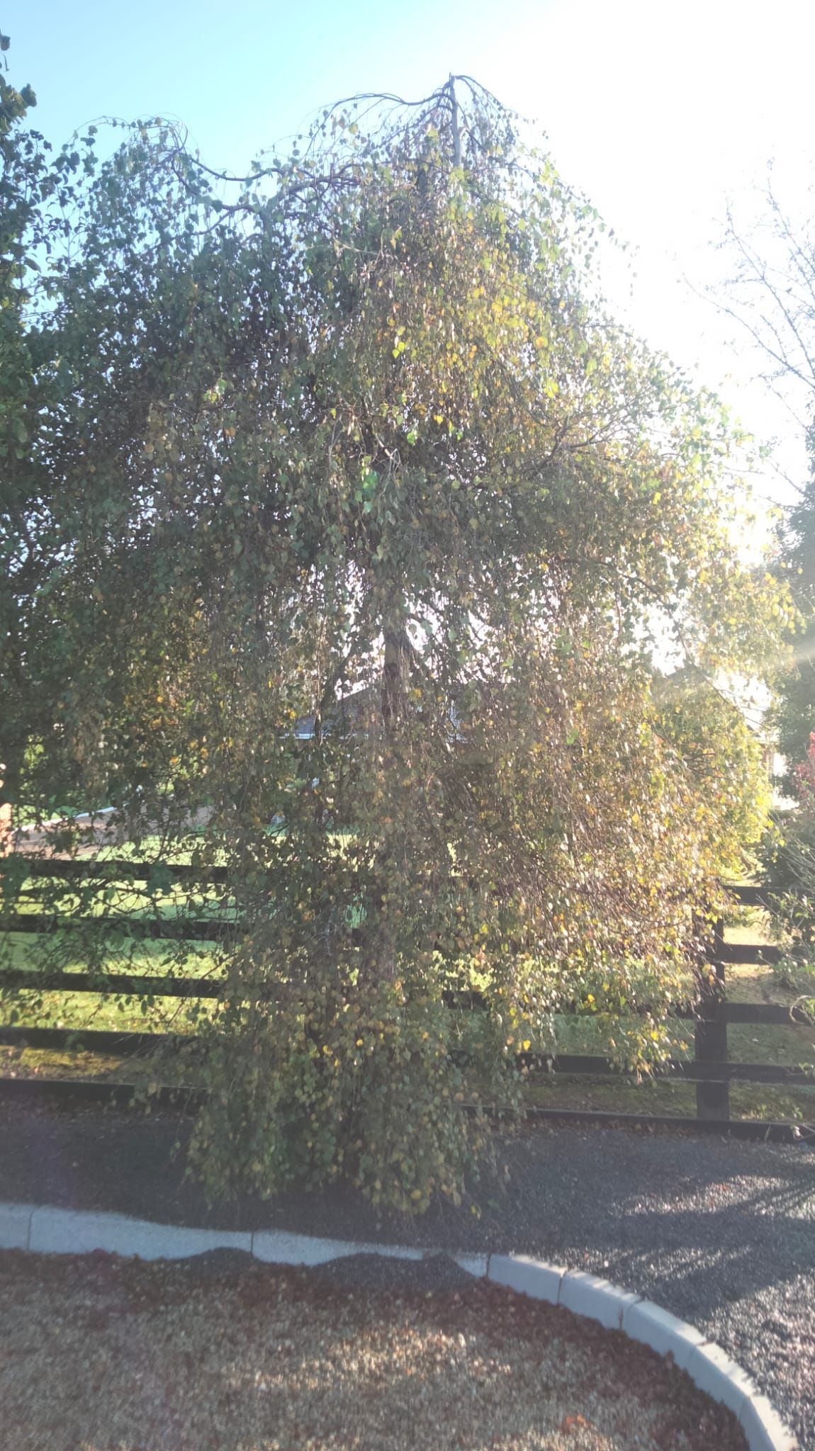 Weeping evergreen tree with cascading branches, near a fence in sunlight.