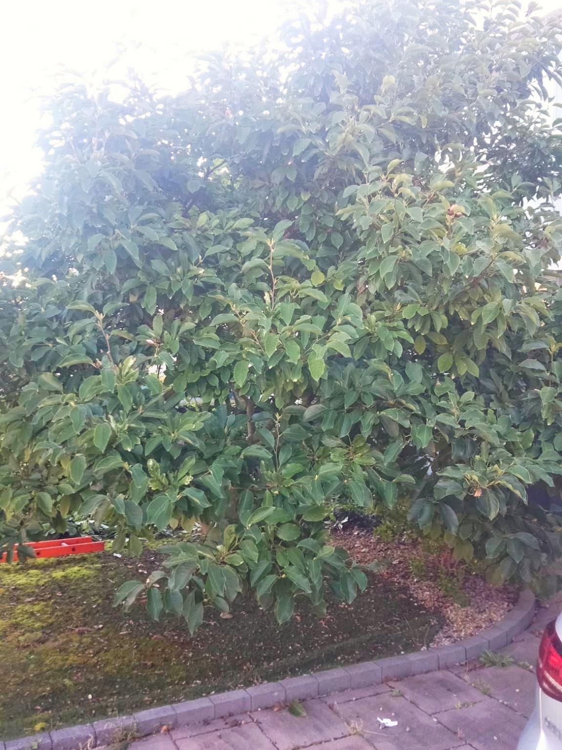 A large tree with green leaves in a grassy area next to a curb and a parked car.