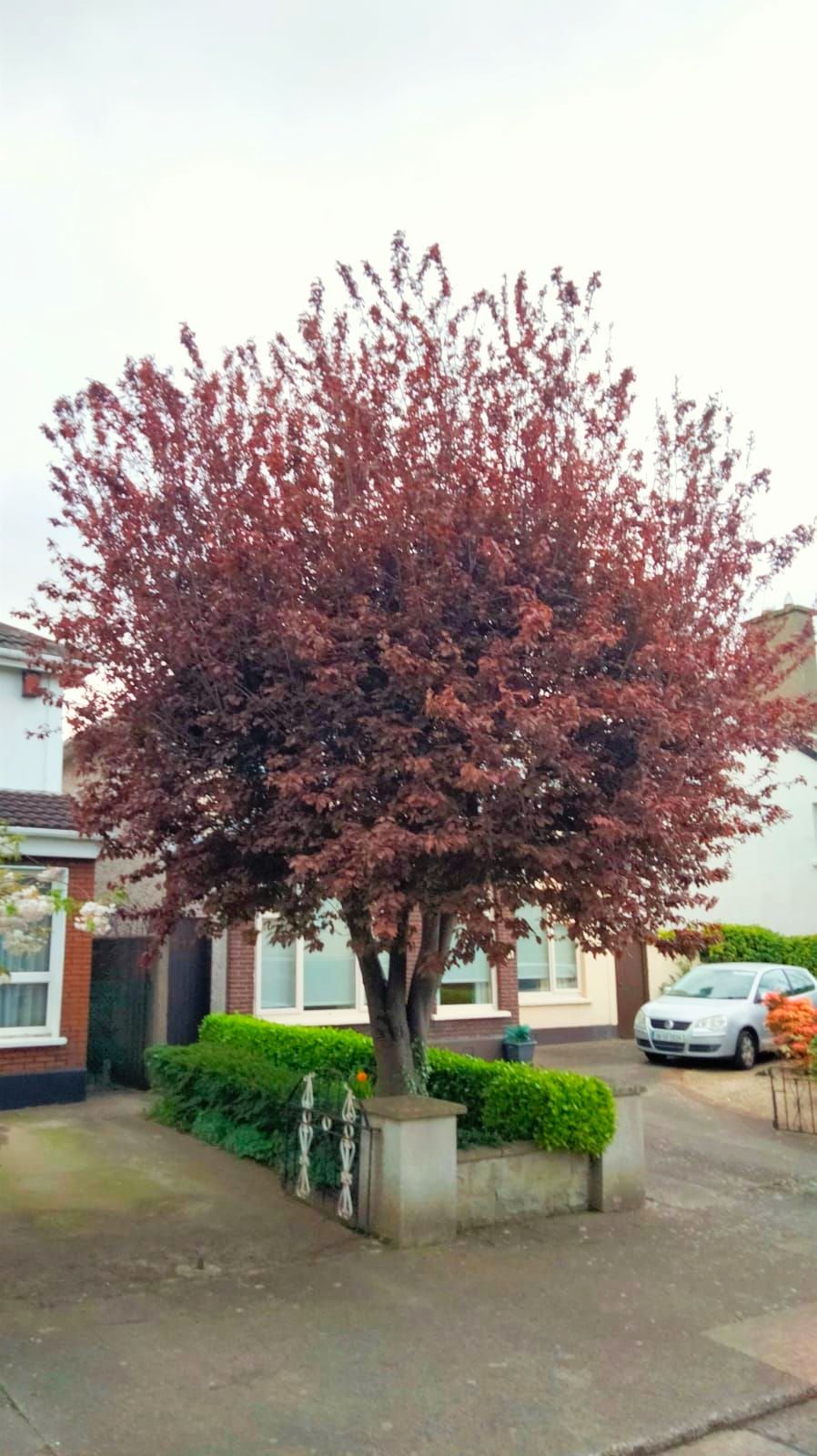 Tree with reddish-brown leaves in front of a house, driveway with a car, and a hedge.